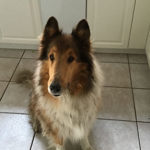 Meet your Posher, Francis